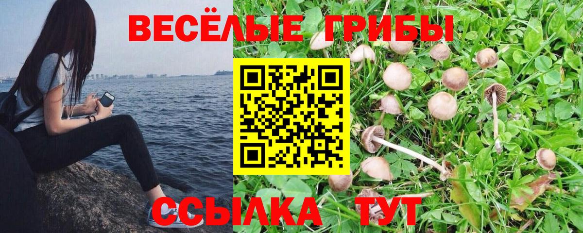 Псилоцибиновые грибы мицелий Советская Гавань